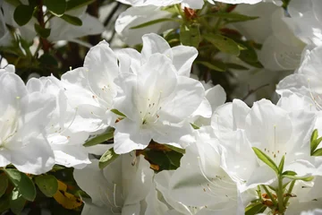 Fototapeten Azalee 白いつつじ  © 元木文佳