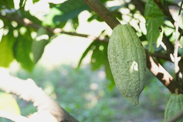 Ripe cacao pod growing on a tree trunk in a tropical garden, surrounded by green foliage and natural forest floor