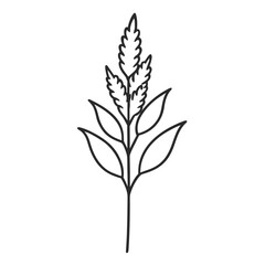 Fototapeta premium minimal astilbe fanal line art on white