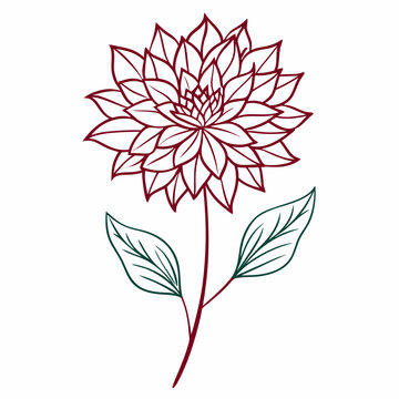 astrantia claret line art on white