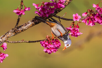 White-headed Bulbul on sakura(cherry blossoms)