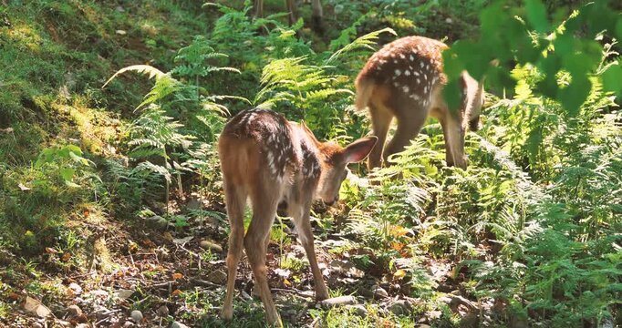 fawns (japanese spotted deer) grazing and playing in the fern field