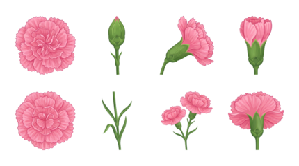 Pink carnation flower set including blooming heads, closed buds, stems, and side profiles isolated. Floral collection for wedding and garden design.