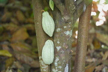 Ripe cacao pod growing on a tree trunk in a tropical garden, surrounded by green foliage and natural forest floor