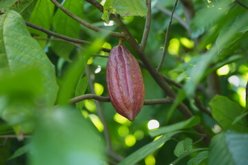 Ripe cacao pod growing on a tree trunk in a tropical garden, surrounded by green foliage and natural forest floor