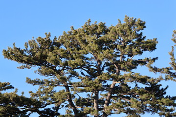 Obraz premium The green of the pine trees bathed in the winter sunset