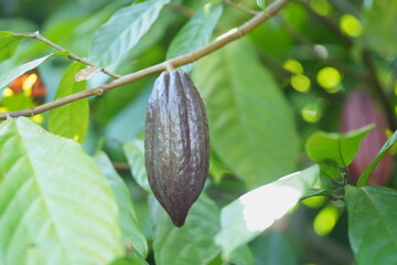 Ripe cacao pod growing on a tree trunk in a tropical garden, surrounded by green foliage and natural forest floor