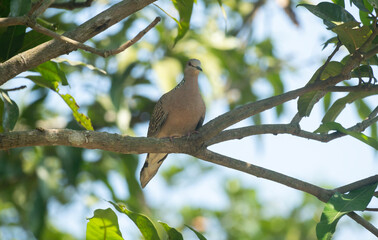 Obraz premium Spotted dove or eastern spotted dove (Spilopelia chinensis) on a tree branch.