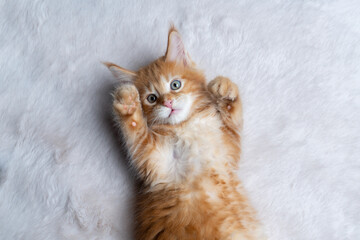 cute ginger kitten lying on back on white fur