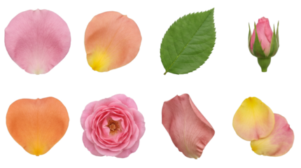Rose flower set including pink blossom, budding stage, green leaf, and multicolored petals isolated. Floral botany collection for design and wedding decor.
