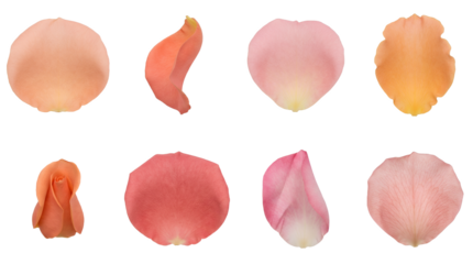 Rose flower petal set including peach, pink, and orange shades in various shapes isolated. Romantic floral collection for wedding and beauty design.
