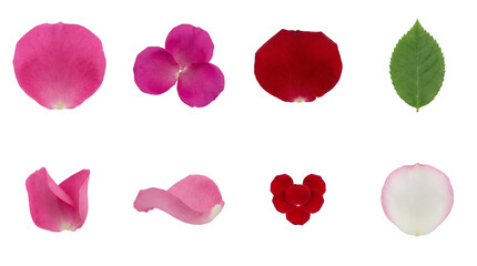 Fototapeta premium Rose petal and leaf set including pink, red, and white floral elements isolated. Romantic decoration and nature collection.