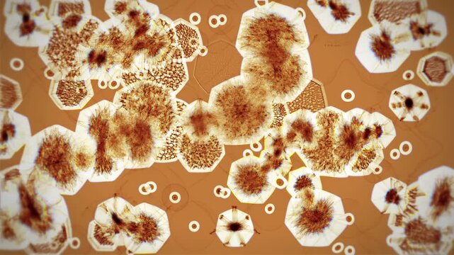 Clusters of cells cling together under microscopy.