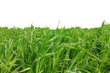 Fresh green grass isolated on transparent background, realistic natural lawn texture for landscape design, eco projects and outdoor visuals png