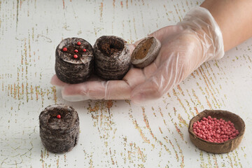 A woman holds peat tablets in her hand, which are at different stages of processing: dry, soaked in water, and soaked in water with flower or vegetable seeds
