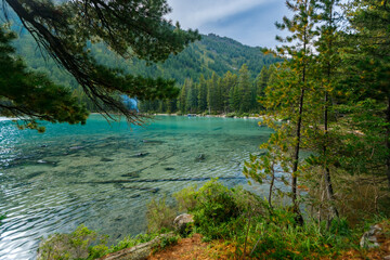 Serene Multinskoe mountain lake view with lush pine forest on clear day, Altay nature