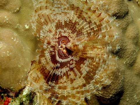 Feather duster worm (Sabellastarte indica) Takin in Red Sea, Egypt.