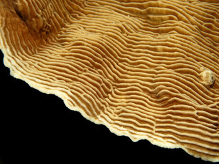 Detail of Castle Coral. ( Pachyseris speciosa)