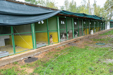 Dogs shelter enclosure. Dog in a cage. Animal adoption