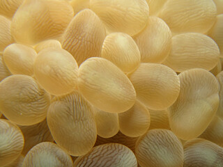 Bubble coral . (Plerogyra sinuosa). Taken in Sharm El Sheikh, Egypt.