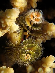 Christmas Tree Worm-Spirobranchus giganteus