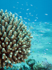 Acropora Coral  (Acropora humilis) Taken in Red Sea, Egypt.