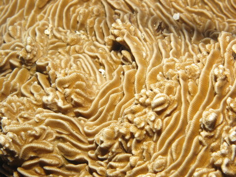 The Varied Cactus Coral. (pavona varians) Taken in Sharm El Sheikh.