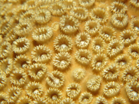 Detail of Honeycomb Coral (Diploastrea heliopora). Taken in Sharm El Sheikh, Egypt.