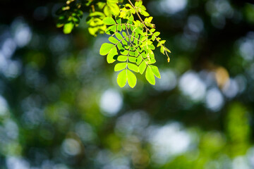 Fresh Green Leaves with Soft Bokeh Background in Natural Light