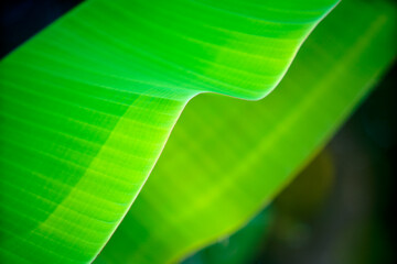 Close-Up of Green Leaf with Soft Curves and Natural Texture Details