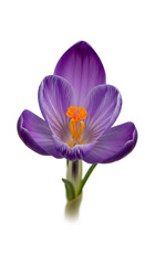 Fototapeta premium Close-up of a purple crocus flower with orange stamen and green stem on white, symbolic of early spring, rebirth, hope and simple natural beauty