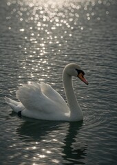 Fototapeta premium Serene swan gliding gracefully.