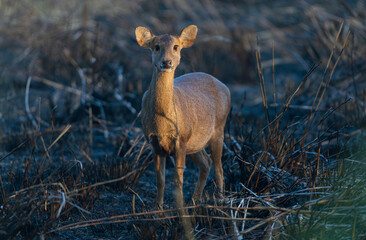 Hog Deer, also known as Indochinese hog deer (Hyelaphus porcinus) a true deer ofthe  deer family...