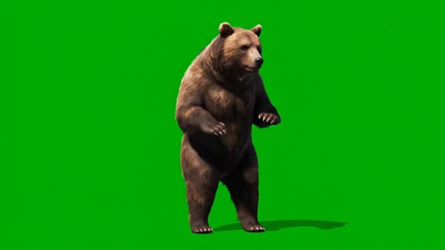 A large brown bear dancing on a greenscreen, showcasing its animal instincts in a surreal environment
