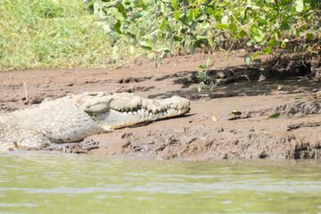 American Crocodile sunning on the banks of Costa Rica