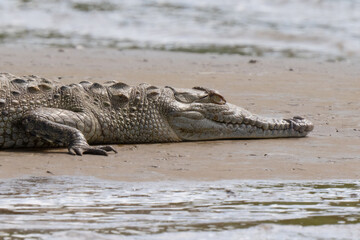 American Crocodile sunning on the banks of Costa Rica
