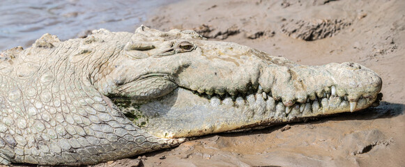 American Crocodile sunning on the banks of Costa Rica