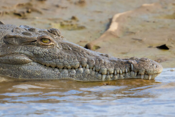 American Crocodile sunning on the banks of Costa Rica