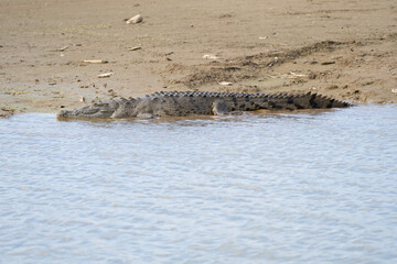 American Crocodile sunning on the banks of Costa Rica