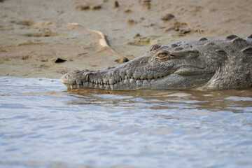 American Crocodile sunning on the banks of Costa Rica