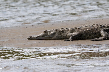 American Crocodile sunning on the banks of Costa Rica