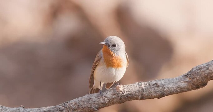 Busy male Red-breasted Flycatcher sings from a forest perch then hops down in morning light.