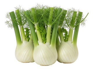 Freshly harvested fennel bulbs