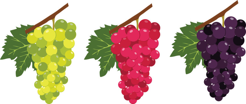 A realistic bunch of grapes isolated on a white background. A set of different colored grape clusters. Vector, designer illustration, web banner. Vector.