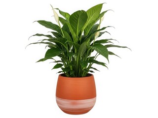 Obraz premium Potted peace lily plant in orange pot
