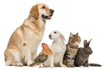 High-quality realistic group of domestic animals sitting together in a calm and friendly pose. Dogs, cats, birds and small pets are arranged side by side, looking directly at the camera. The image is 