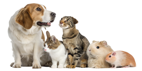 High-quality realistic group of domestic animals sitting together in a calm and friendly pose. Dogs, cats, birds and small pets are arranged side by side, looking directly at the camera. The image is 