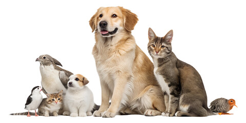 High-quality realistic group of domestic animals sitting together in a calm and friendly pose. Dogs, cats, birds and small pets are arranged side by side, looking directly at the camera. The image is 