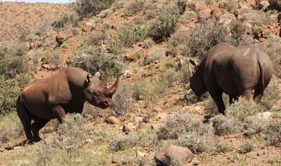 Two black rhino having a fight