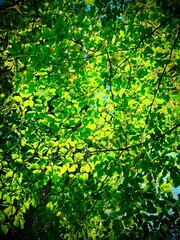 green leaves background